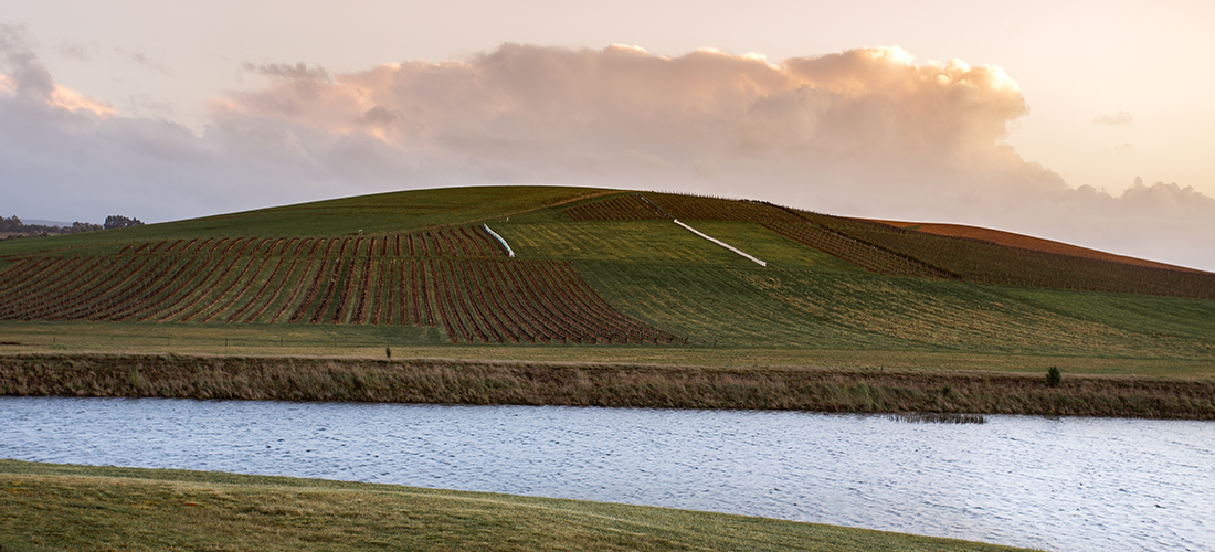 Jansz Tasmania vineyard